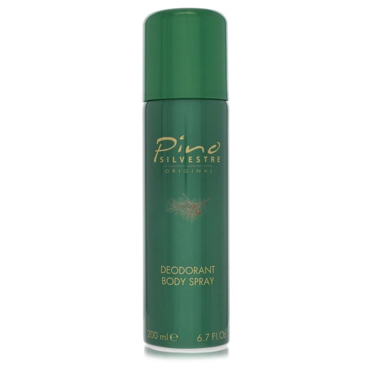 Pino Silvestre Pino Silvestre